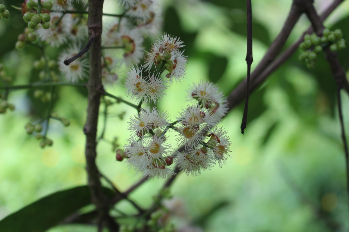 Syzygium nervosum A.Cunn. ex DC.